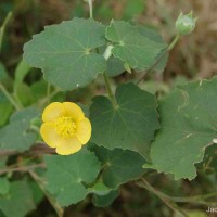 Abutilon indicum (L.) Sweet